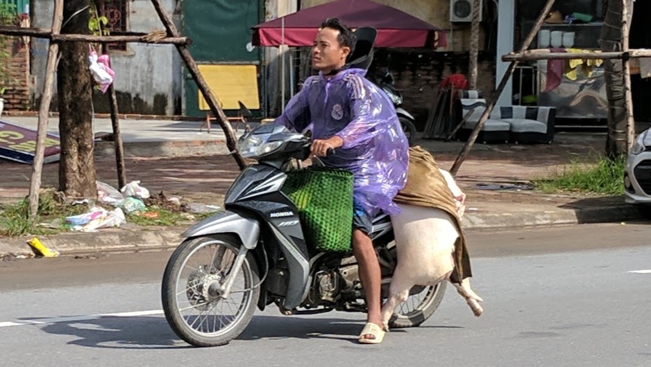 Man driving a motorbike with a dead pig on the back.